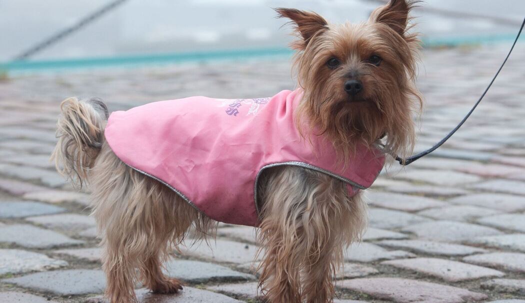 Australian Silky Terrier mit einem Mantel