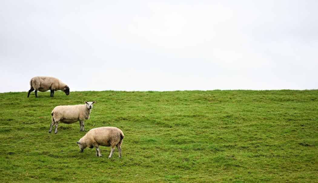 Neue Regelungen zum Abschuss von Wölfen geplant Neue Regelungen zum Abschuss von Wölfen geplant