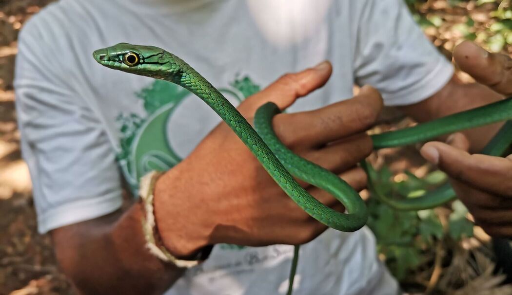 Forscher warnen: Inselreptilien sterben unbemerkt aus