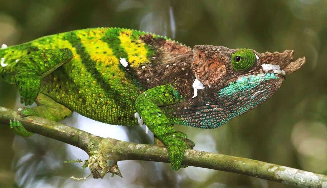 Forscher warnen: Inselreptilien sterben unbemerkt aus