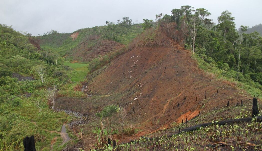 Forscher warnen: Inselreptilien sterben unbemerkt aus