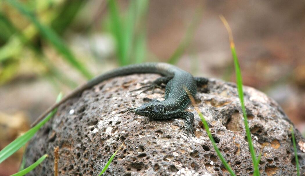 Forscher warnen: Inselreptilien sterben unbemerkt aus