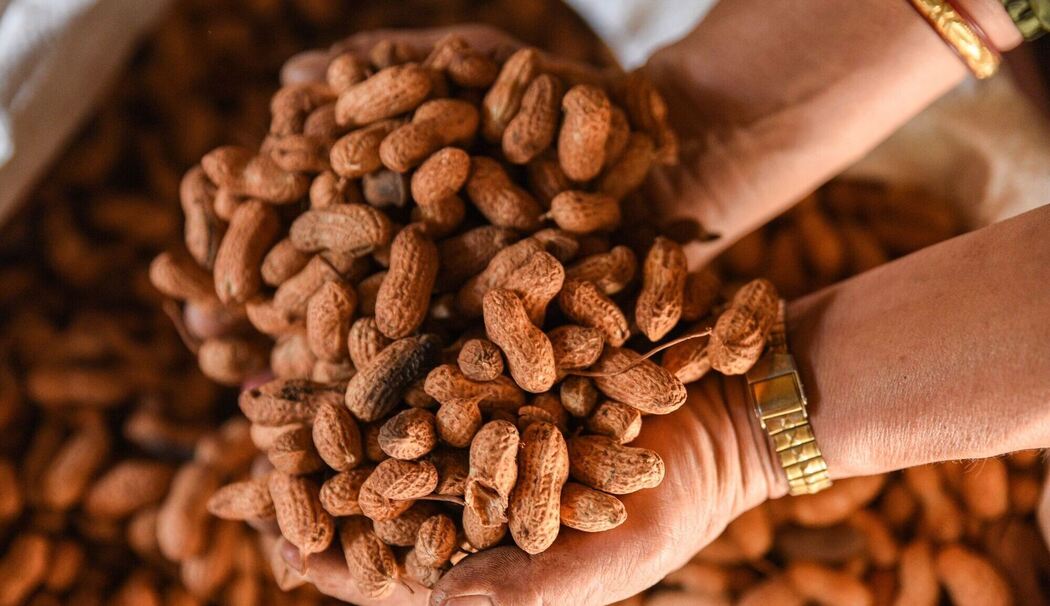 Geröstete Erdnüsse Geröstete Erdnüsse