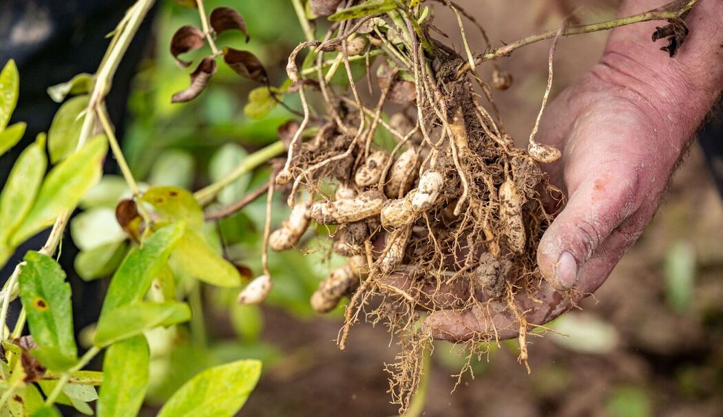 Erdnuss-Ernte hat begonnen Erdnuss-Ernte hat begonnen