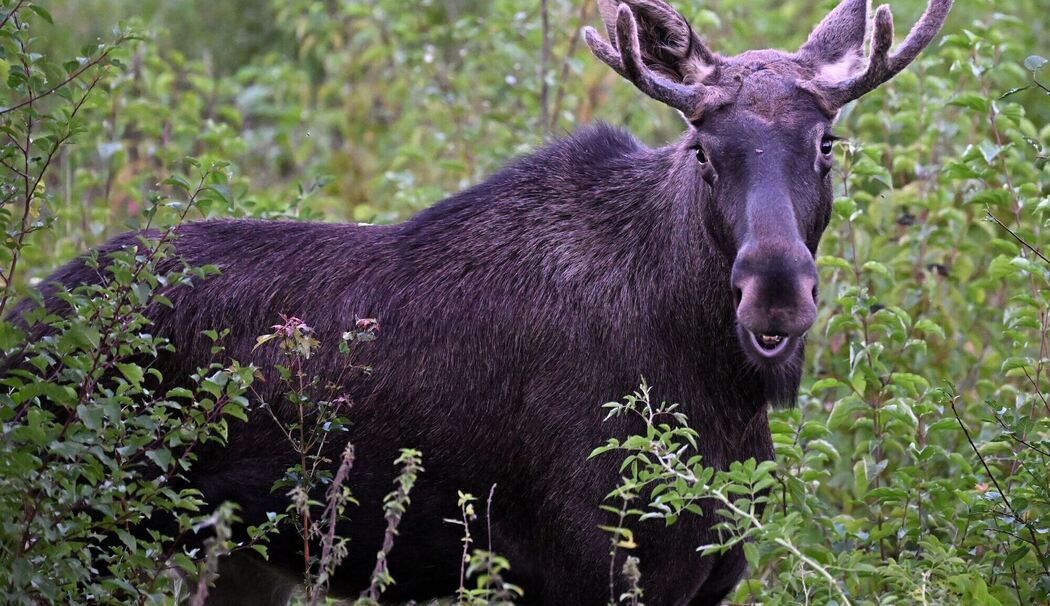 Elche auf Wanderschaft werden immer wieder gesichtet