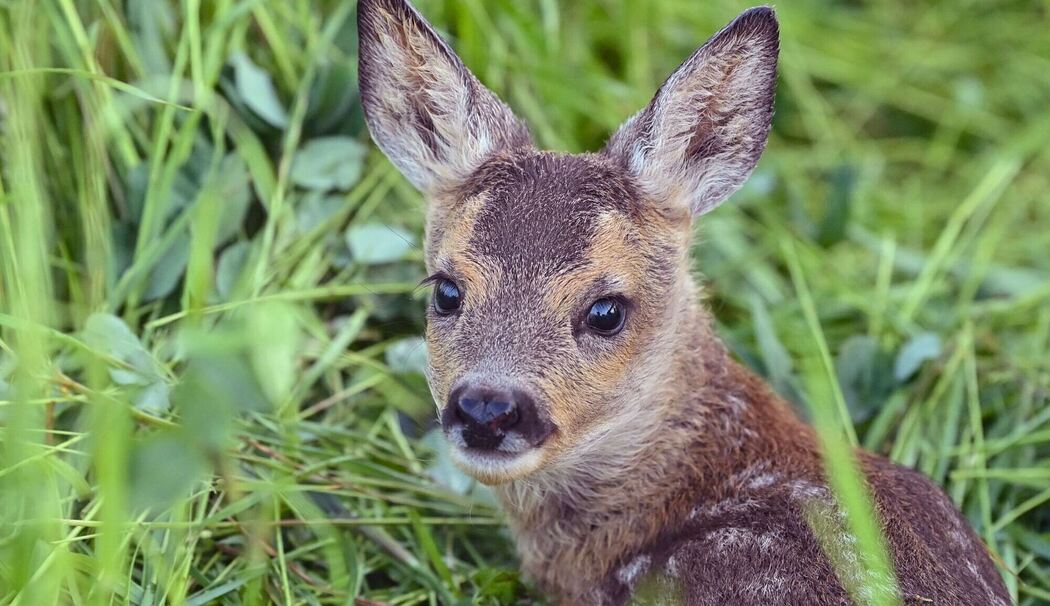 Rehkitz liegt im Gras
