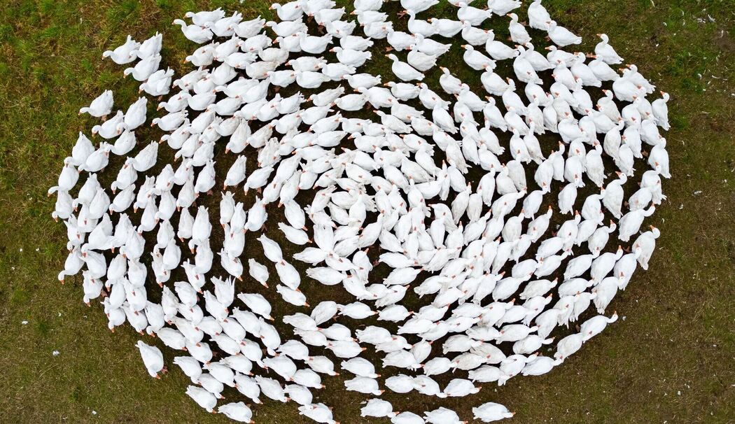 Das mit der Gänsezeit ist ganz anders