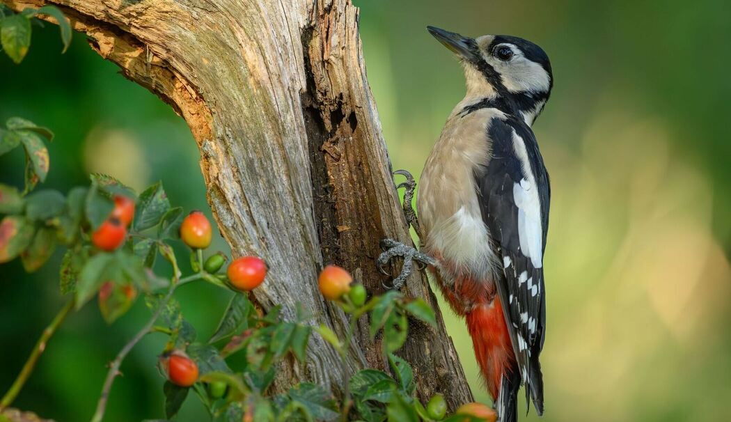 Buntspecht auf Nahrungssuche Buntspecht auf Nahrungssuche