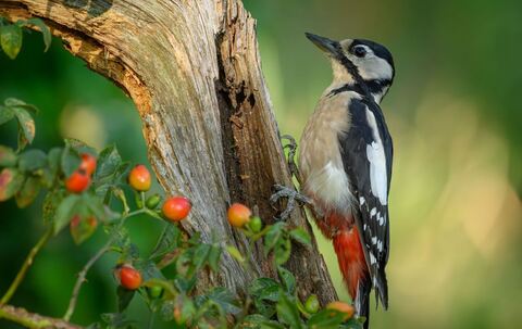Buntspecht auf Nahrungssuche