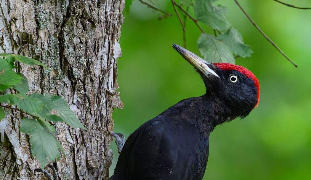 Schwarzspecht auf Nahrungssuche Schwarzspecht auf Nahrungssuche