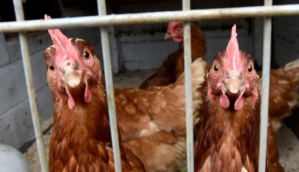 Stallpflicht für Hühner Stallpflicht für Hühner