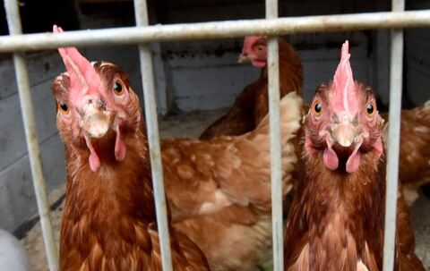 Stallpflicht für Hühner