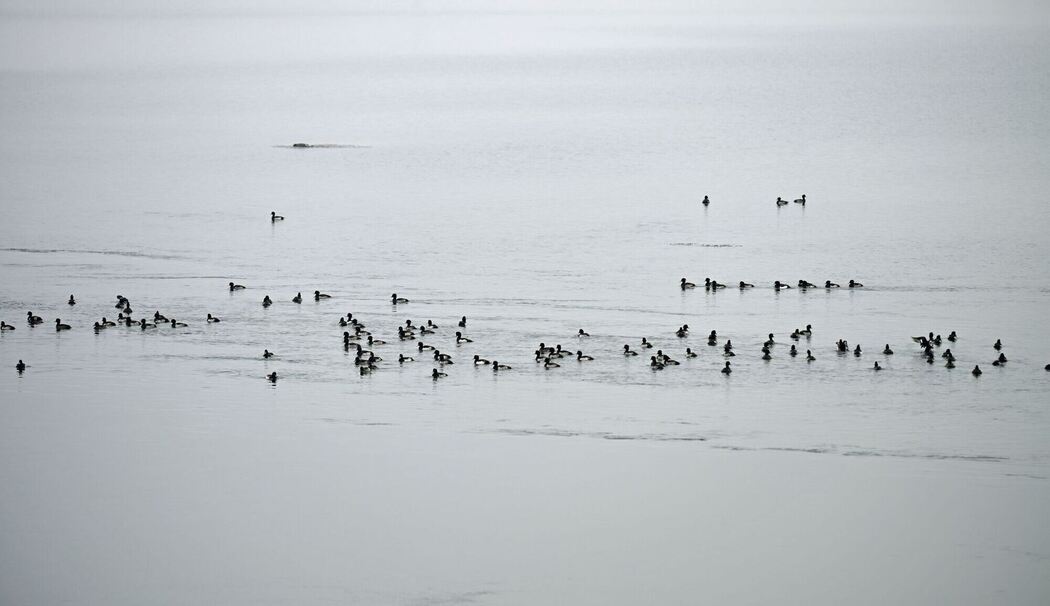 Wegsperre für Spaziergänger nach Vogelgrippe-Verdacht Wegsperre für Spaziergänger nach Vogelgrippe-Verdacht