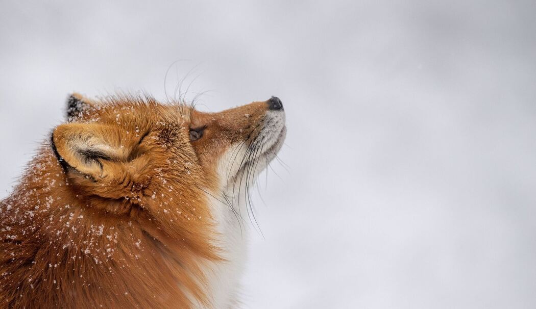 Fuchs läuft durch den Schnee in seinem Gehege