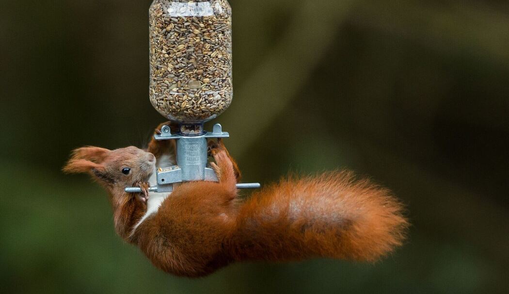 Eichhörnchen erklettert ein Vogelfuttersilo