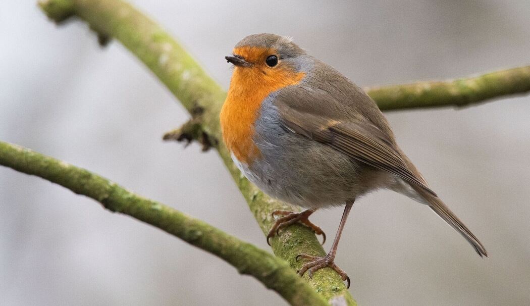 Rotkehlchen sitzt auf einem Ast