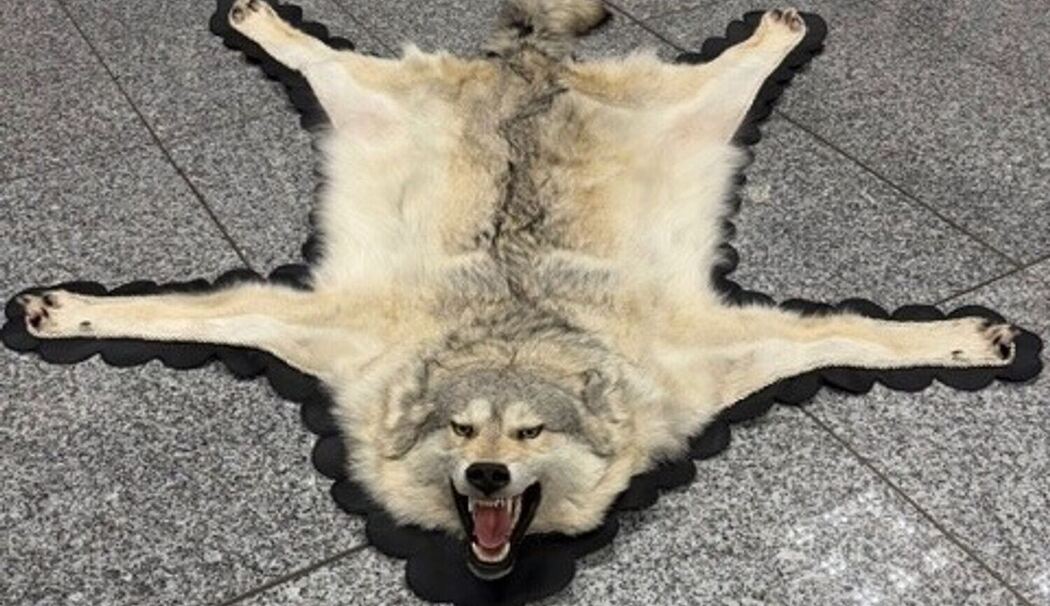 Zoll findet Wolfspelz im Koffer Zoll findet Wolfspelz im Koffer