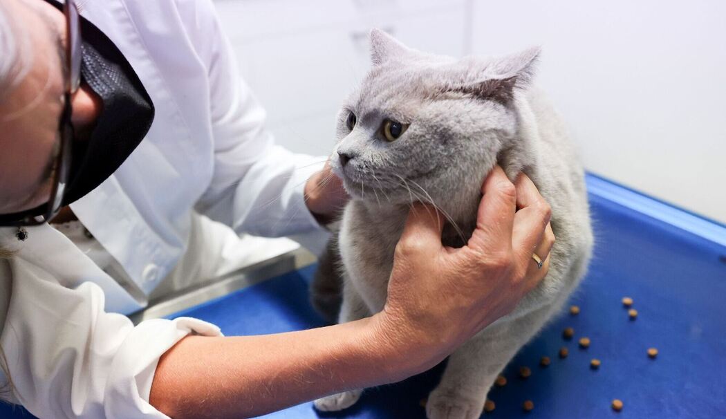 Eine Tierärztin untersuchet eine Katze