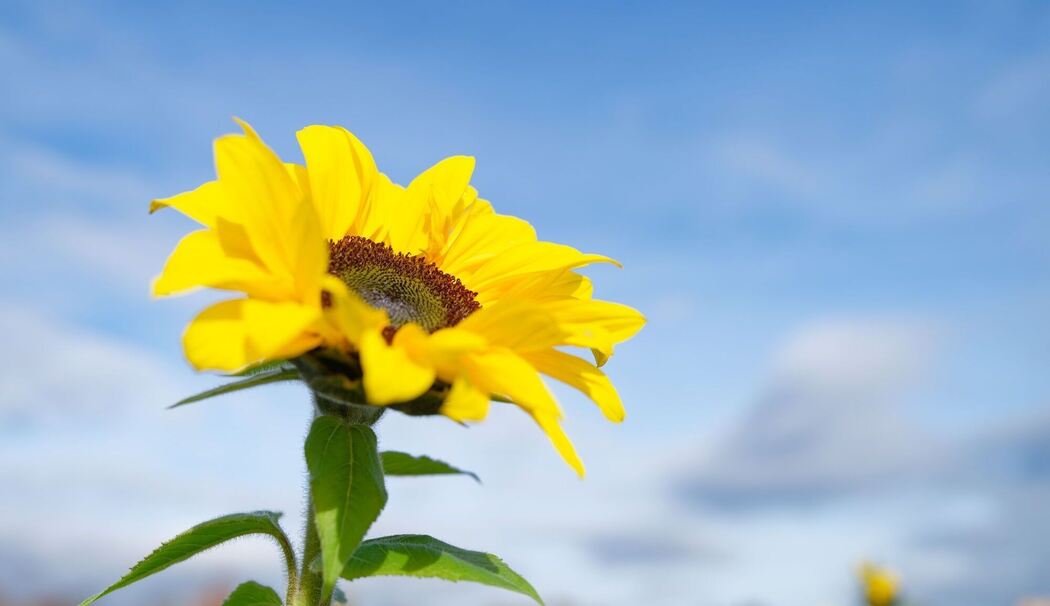 Bis zu 20 Grad am Donnerstag