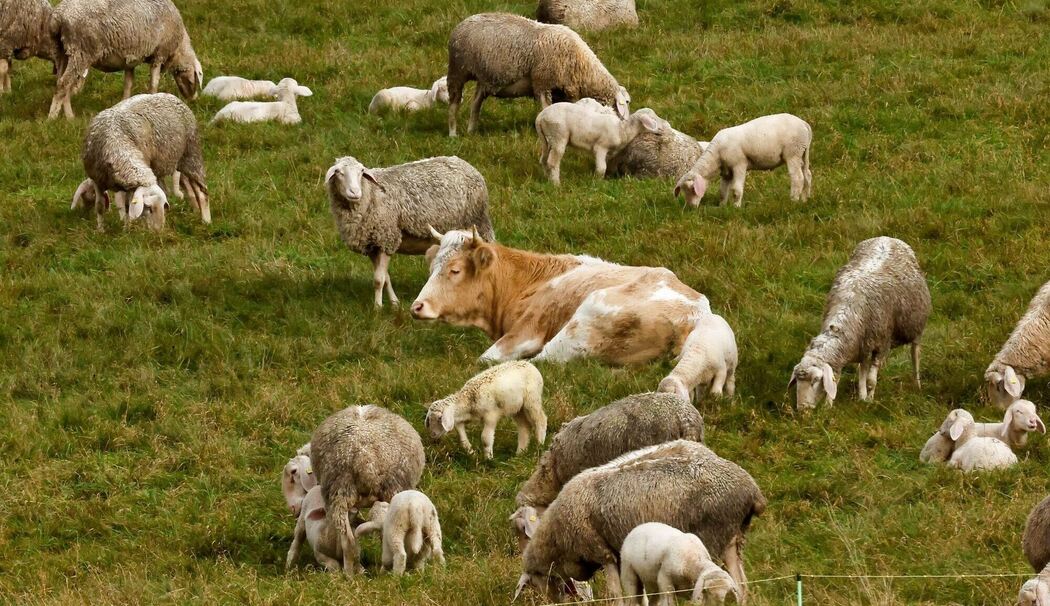 Kuh bei Schafsherde Kuh bei Schafsherde