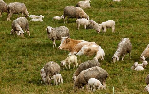 Kuh bei Schafsherde