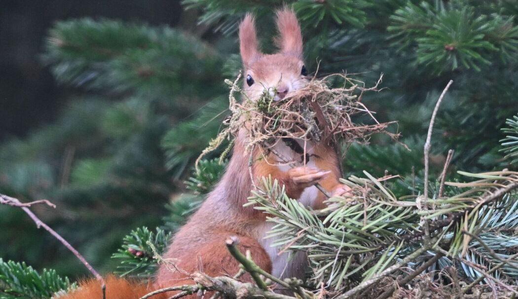 Eichhörnchen sammelt Nistmaterial