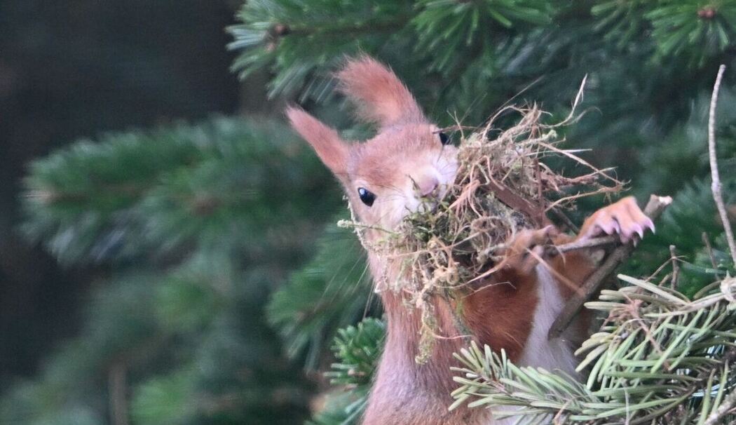 Eichhörnchen sammelt Nistmaterial