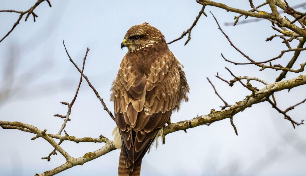 Mäusebussard (Buteo buteo)