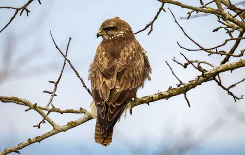 Mäusebussard (Buteo buteo)