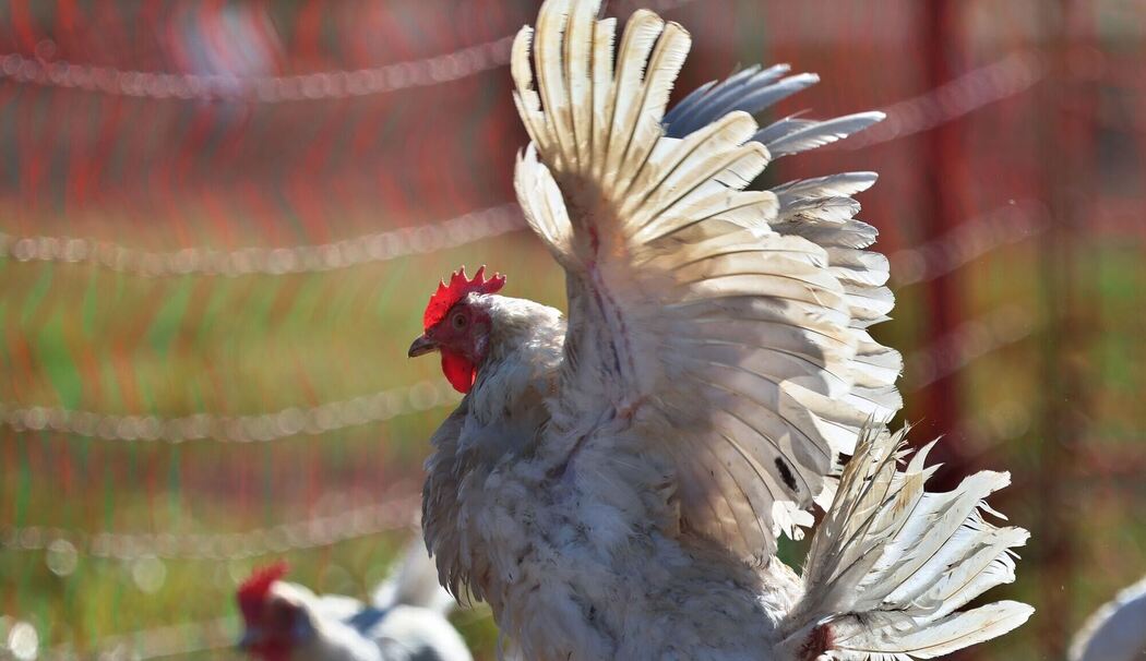 Legehennen auf Biobauernhof Legehennen auf Biobauernhof