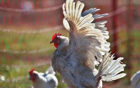 Legehennen auf Biobauernhof