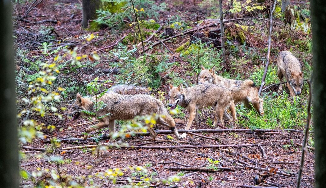 Wölfe im Nationalparkzentrum Falkenstein