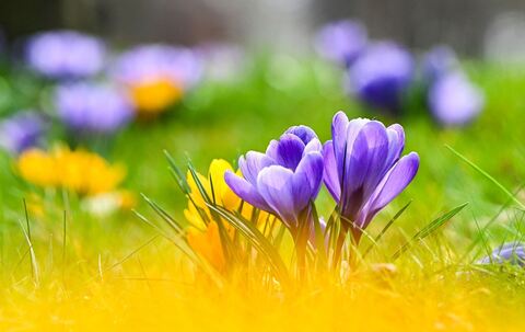 Krokusse blühen auf einer Wiese