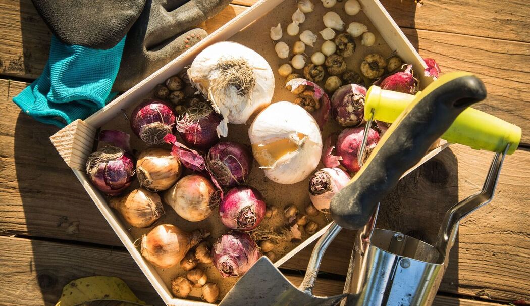 Verschiedene Blumenzwiebeln liegen in einer Holzkiste Verschiedene Blumenzwiebeln liegen in einer Holzkiste