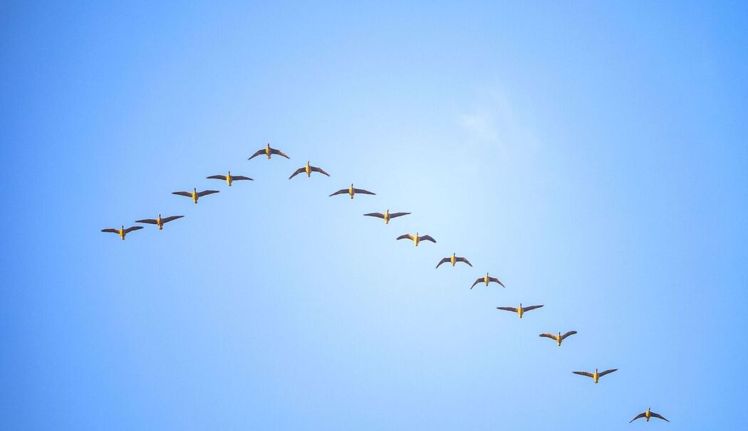 Gänse im Formationsflug