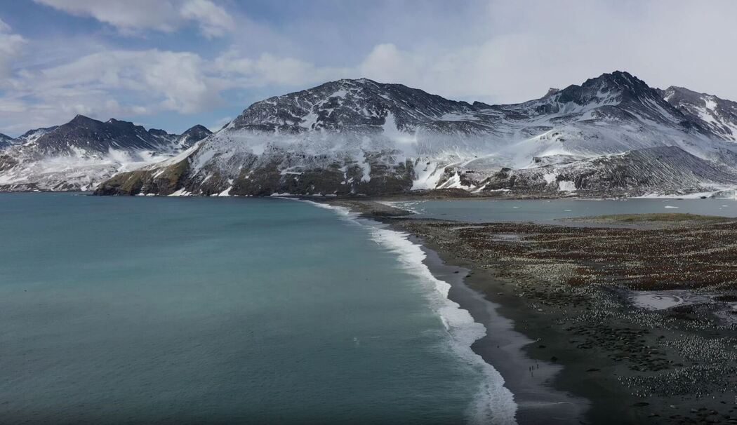 Seeelefanten sterben in Süd-Georgien durch die Vogelgrippe Seeelefanten sterben in Süd-Georgien durch die Vogelgrippe