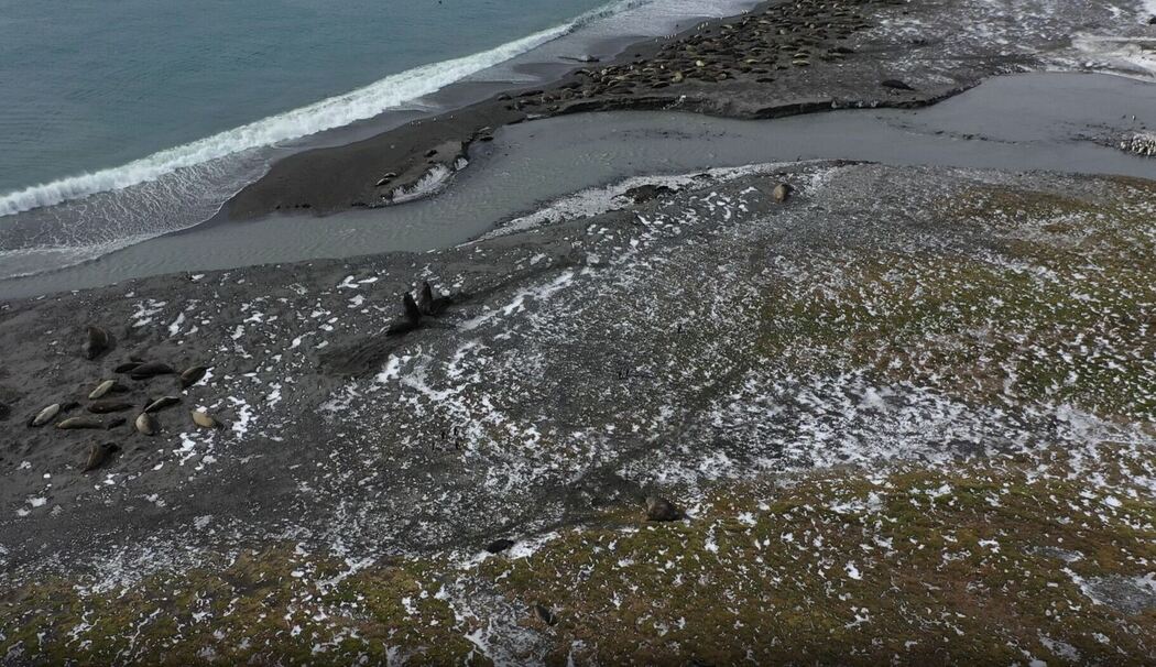 Seeelefanten sterben in Süd-Georgien durch die Vogelgrippe Seeelefanten sterben in Süd-Georgien durch die Vogelgrippe