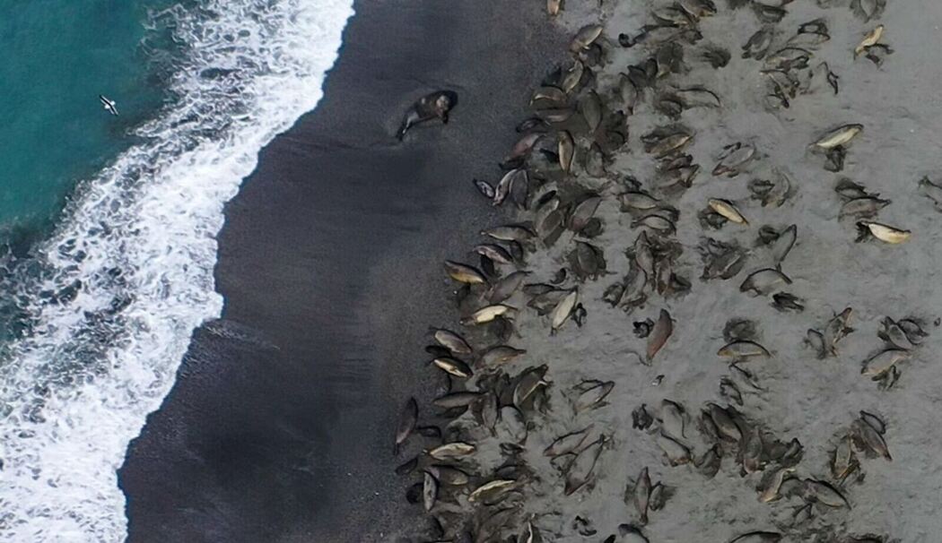 Seeelefanten sterben in Süd-Georgien durch die Vogelgrippe Seeelefanten sterben in Süd-Georgien durch die Vogelgrippe