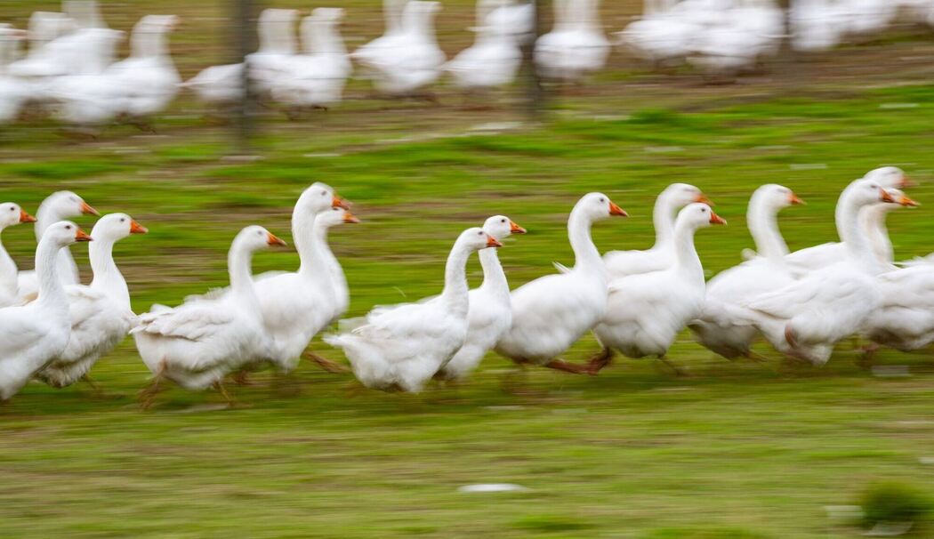 Gänse laufen über eine Wiese Gänse laufen über eine Wiese