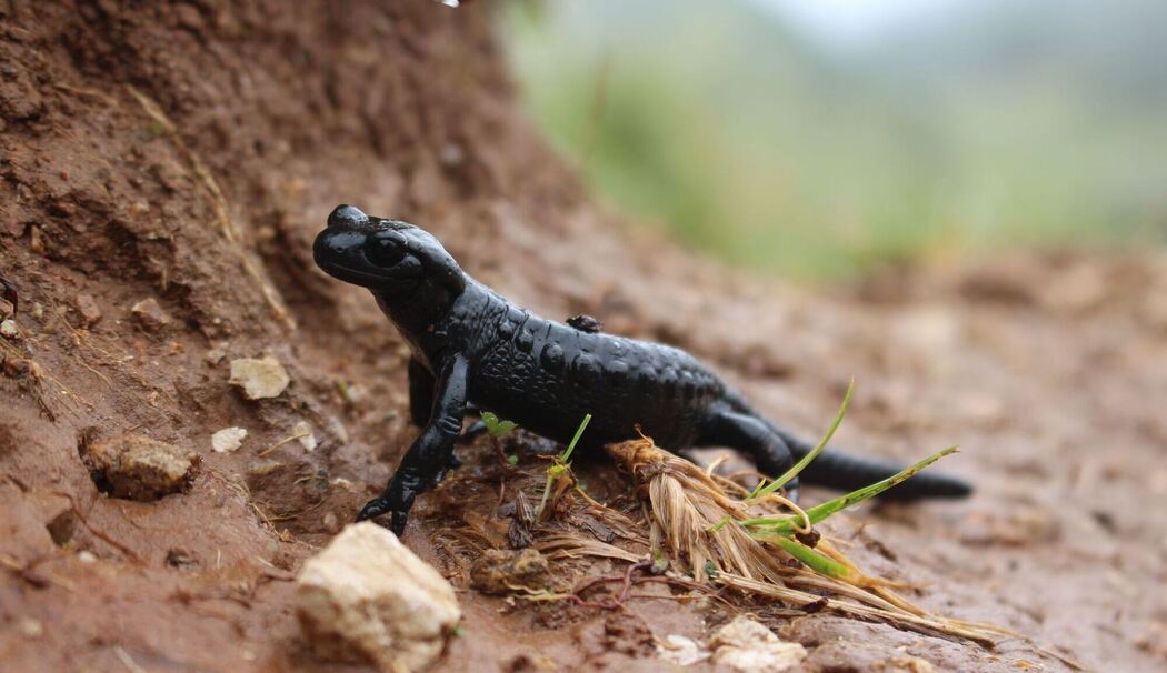 Alpensalamander Alpensalamander