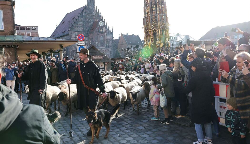 Schafe ziehen über den Hauptmarkt zu ihren Winterweiden Schafe ziehen über den Hauptmarkt zu ihren Winterweiden