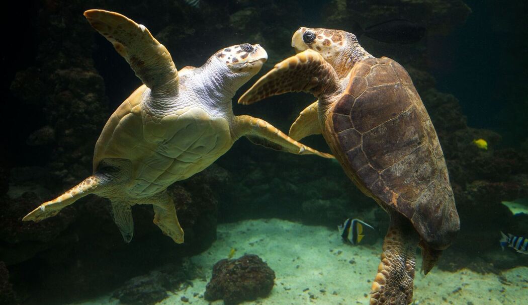 Meeresschildkröten Meeresschildkröten