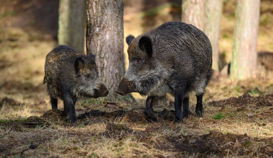 Wildschwein