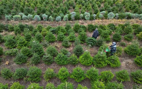 Weihnachtsbaumplantage