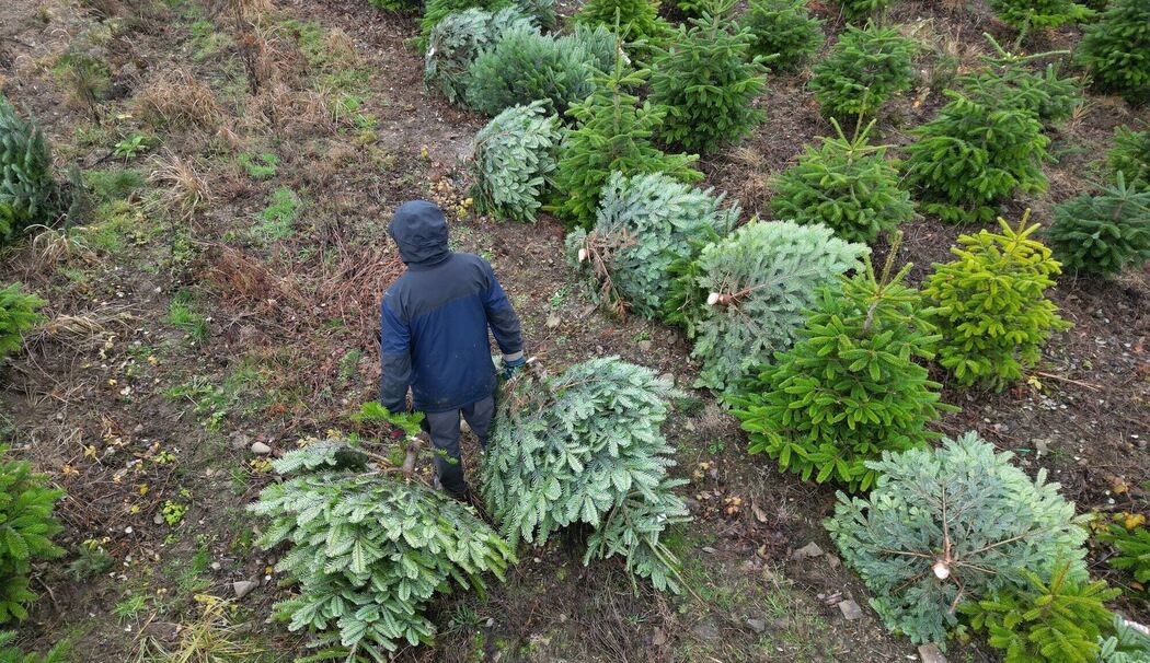 Weihnachtsbaumplantage