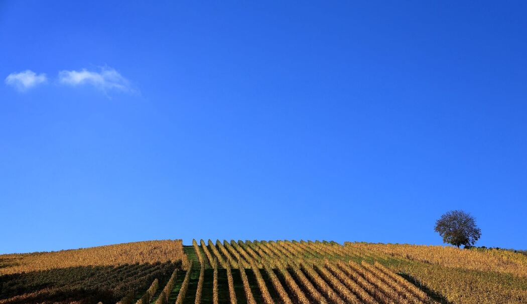 Herbstliche Weinberge