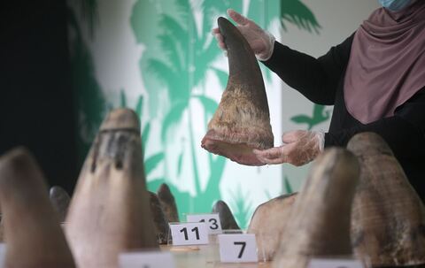 Singapur stoppt bisher größten Schmuggel mit Nashorn-Horn