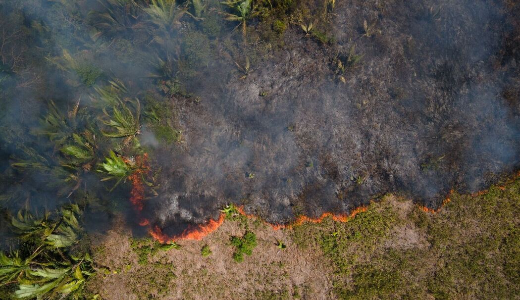 Tropenwald. Tropenwald.