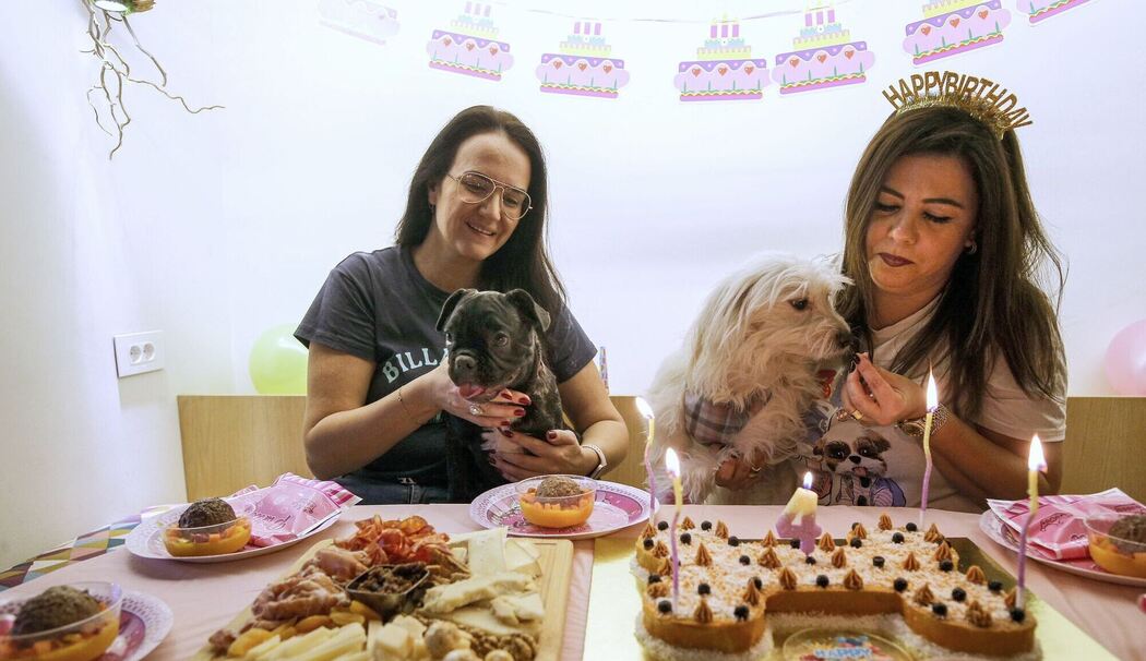 Hunde-Café in Beirut Hunde-Café in Beirut