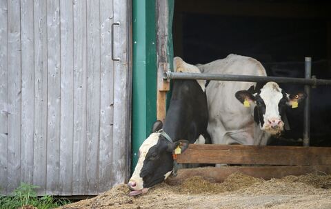 Verstöße gegen das Tierschutzgesetz im Allgäu
